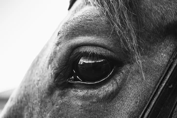 Schilderijen op glas The eye of a horse close up black and white © evannovostro