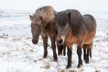 Two Icelandic horses are on winter meadow