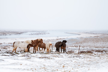 Icelandic horses walk around snowy meadow