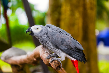 Wild parrot bird