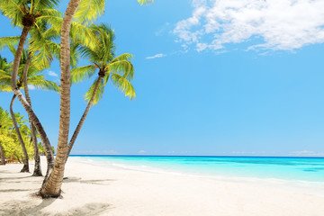 Obraz na płótnie Canvas Coconut Palm trees on white sandy beach