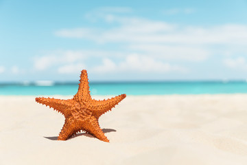 Fototapeta na wymiar Starfish on the white sandy beach