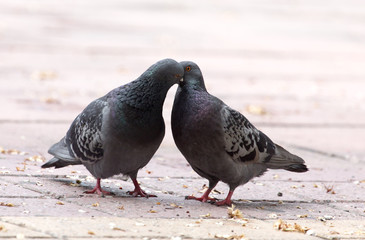 Love of two pigeons on the sidewalk