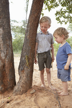 Two young boys watching chameleon climb tree