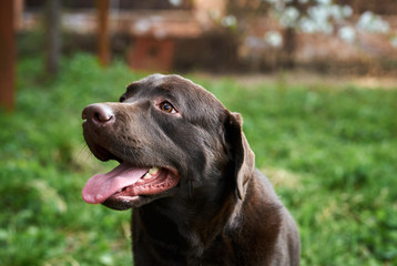 A dog, a labrador dog walks in a park, a labrador with a tongue hanging out
