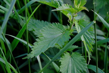 German city of Pforzheim situated in Germany Europe