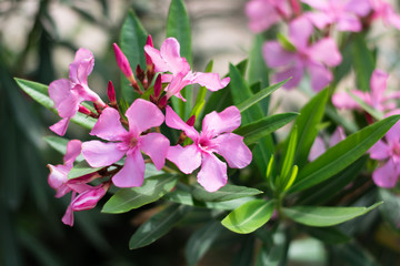 Pink oleander flowers. Nerium oleander, Apocynaceae. Close up.
