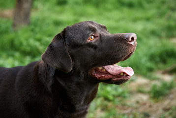 Dog labrador, black dog, labrador stuck out his tongue
