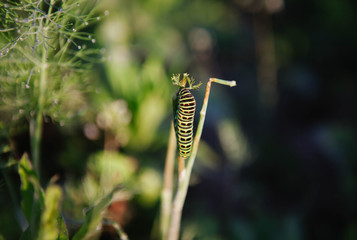 caterpillar