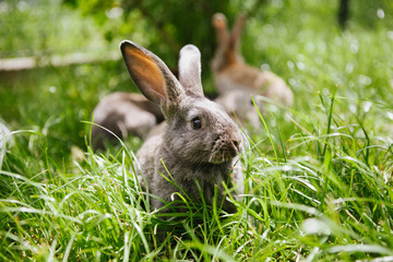 Rabbit in the grass