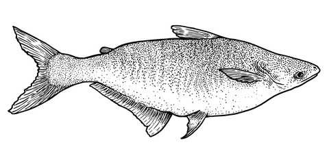 Pangasius fish illustration, drawing, engraving, ink, line art, vector