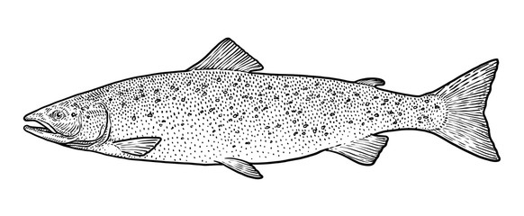 Salmon illustration, drawing, engraving, ink, line art, vector