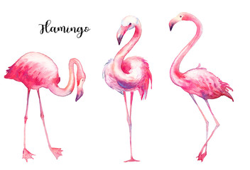 Watercolor flamingo set. Hand painted bright exotic birds isolated on white background. Wild life illustration - obrazy, fototapety, plakaty