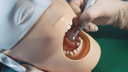 Obraz na płótnie Canvas Crop student practicing in dental activity with mannequin.