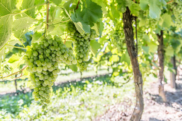 Fototapeta premium Wine grapes on the vine.