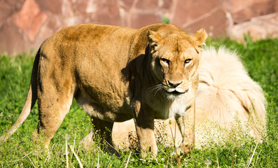 Fototapeta na wymiar Lioness on the grass in the wild