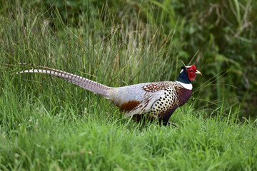 Fototapeta premium Pheasant in the country