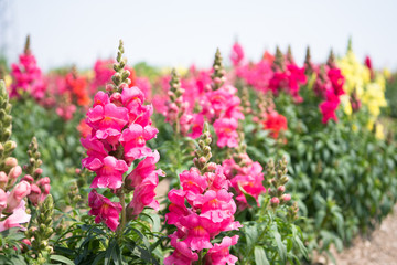 Antirrhinum majus L.