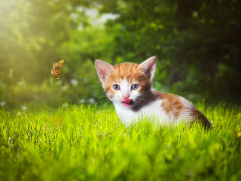 Funny kitten in green grass licks his lips and watches the butterfly