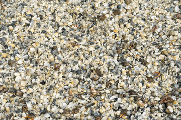 Landscape with sea view, waves and sea shells, clouds, photographed in Gura Portitei, Romania, in cloudy spring day