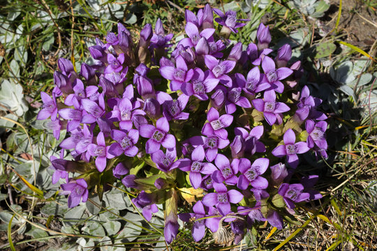 Alpine flower, Gentianella Campestris, Field Gentian. Aosta valley, Italy