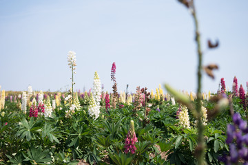 Antirrhinum majus L.