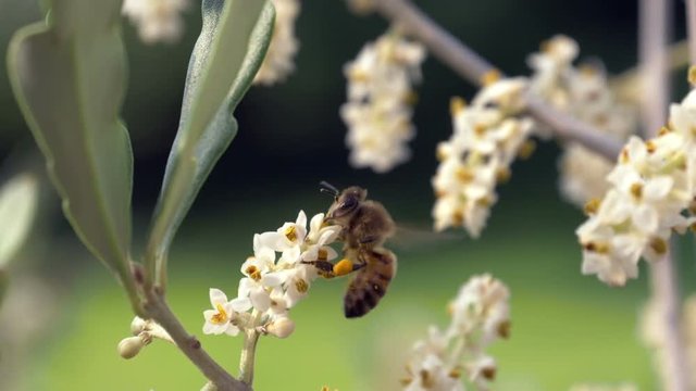 Bee collecting nectar and flying away, in slow motion. Selective focus shot with shallow depth of field.
