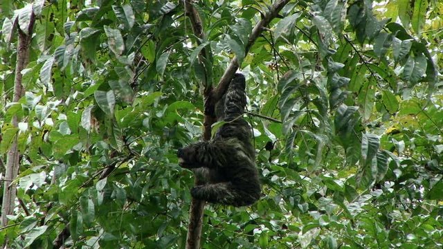 Three toed sloth hanging upside down on the tree in the rainforest, Costa Rica