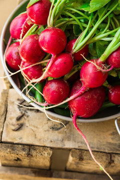 Bunch of fresh organic red radish with water drops in aluminum bowl on weathered wood garden box, clean eating, healthy diet, vegetarian, authentic style, rural