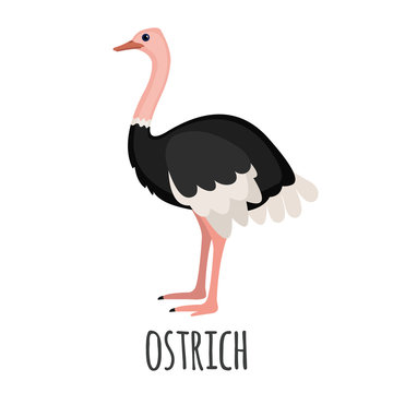 Cute Ostrich in flat style.
