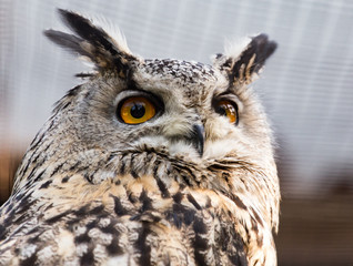 Portrait of an eagle owl at the zoo