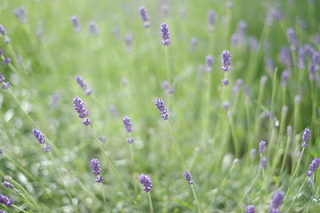 German city Pforzheim