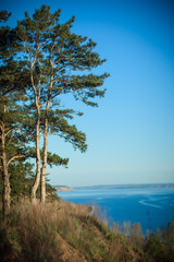 Pine on the cliff above the water