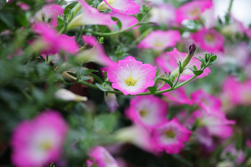 close up of pink petunia flower as background.