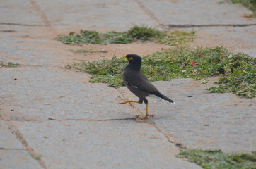 Bird