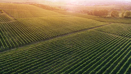 Fototapeten Aerial view  of a green summer vineyard at sunset © niromaks