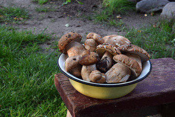 Porcini in metal bowl on wooden small stool. White edible wild mushrooms. Copy space for your text