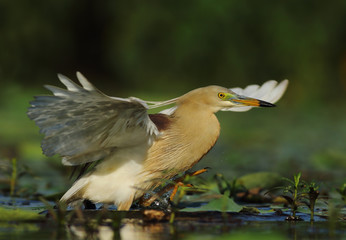 Indian pond heron 
