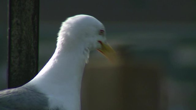 M&ouml;we