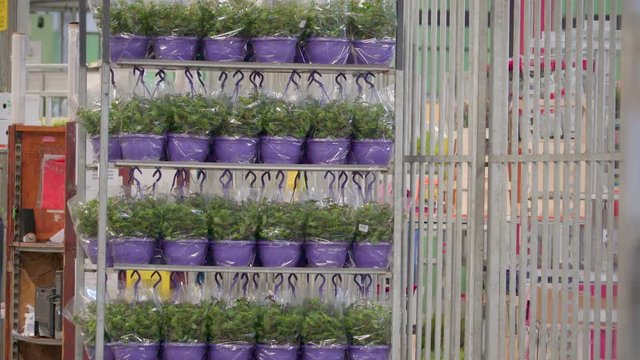 823_Pile_of_flowers_in_a_small_purple_pot.mov