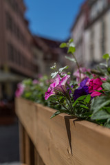 Fototapeta na wymiar Flowers In Tallinn Street