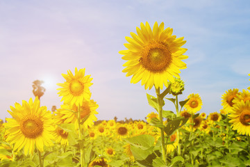Obraz premium Sunflower