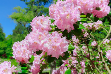 nice amazing closeup view of blooming tree pink fluffy flowers in garden background