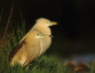 Indian pond heron 