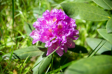 Violet rhododendron blooms against the background of green grass