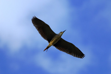 Night Heron flying