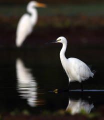 Egrets in a lake at sunrise