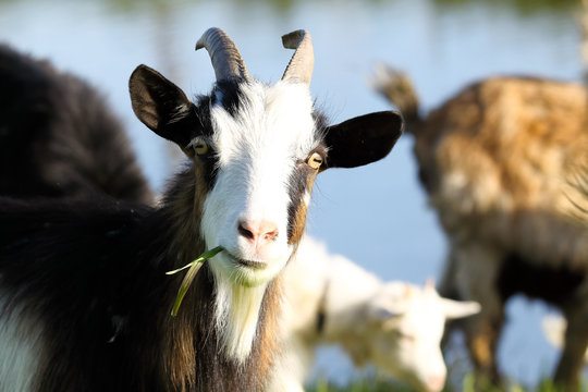 Funny muzzle curious chewing goat close-up. Portrait