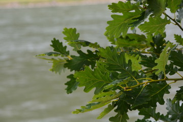 Eichenblätter vor Fluss