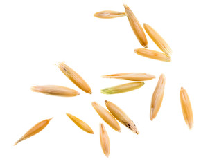 Grain of oats isolated on white background